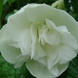 ARBORIX - 2 x Seringat 'Manteau d'Hermine' - Philadelphus 'Manteau D'Hermine'  - 40-50 cm pot - vignette