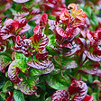 ARBORIX - 2 x Leucothoé 'Curtly Red' - Leucothoe axillaris 'Curly Red'  - 20-30 cm pot - vignette