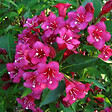 ARBORIX - 2 x Weigela 'Eva Rathke' - Weigela 'Eva Rathke'  - 50-60 cm pot - vignette