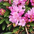 ARBORIX - Rhododendron 'Caroline Allbrook' - Rhododendron 'Caroline Allbrook'  - 25-30 cm pot - vignette