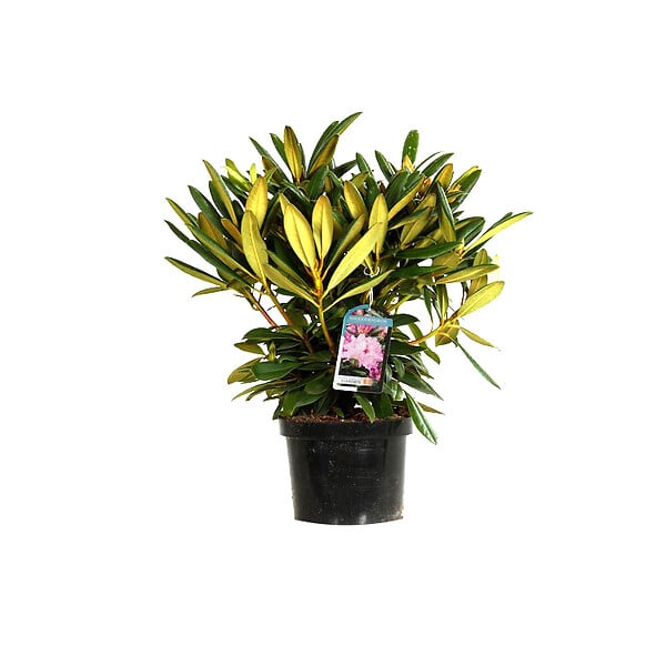 ARBORIX - Rhododendron 'Caroline Allbrook' - Rhododendron 'Caroline Allbrook'  - 25-30 cm pot - large
