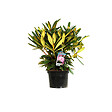 ARBORIX - Rhododendron 'Caroline Allbrook' - Rhododendron 'Caroline Allbrook'  - 25-30 cm pot - vignette