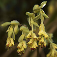ARBORIX - Faux noisetier - Corylopsis Pauciflora  - 30-40 cm pot - vignette