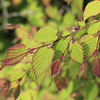 ARBORIX - Faux noisetier - Corylopsis Pauciflora  - 30-40 cm pot - vignette