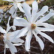 ARBORIX - Magnolia étoilé - Magnolia Stellata  - 60-80 cm pot - vignette