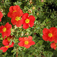 ARBORIX - 2 x Potentille arbustive - Potentilla fruticosa Marian Red Robin  - 25-30 cm pot - vignette