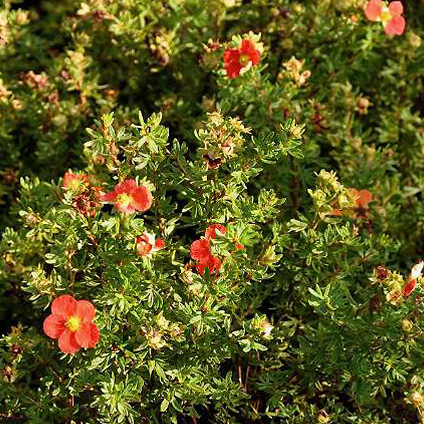 ARBORIX - 2 x Potentille arbustive - Potentilla fruticosa Marian Red Robin  - 25-30 cm pot - large