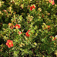 ARBORIX - 2 x Potentille arbustive - Potentilla fruticosa Marian Red Robin  - 25-30 cm pot - vignette