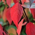 ARBORIX - 2 x Cornouiller blanc 'Kesselringii' - Cornus alba 'Kesselringii'  - 60-80 cm pot - vignette