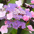 ARBORIX - Hortensia aspera 'Hot Chocolate'® - Hydrangea aspera 'Hot Chocolate'®  - 25-30 cm pot - vignette