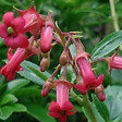 ARBORIX - 2 x Escallonia 'C.F. Ball' - Escallonia 'C.F. Ball'  - 40-50 cm pot - vignette