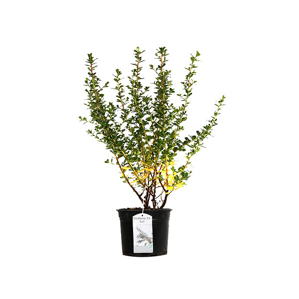 ARBORIX - 2 x Escallonia 'C.F. Ball' - Escallonia 'C.F. Ball'  - 40-50 cm pot - large