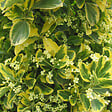 ARBORIX - 2 x Fusain du Japon 'Ovatus Aureus' - Euonymus japonicus 'Ovatus Aureus'  - 20-30 cm pot - vignette