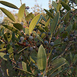 ARBORIX - Filaria angustifolia - Phillyrea Angustifolia  - 40-50 cm pot - vignette