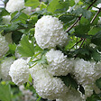 ARBORIX - 2 x Viorne obier - Viburnum Opulus  - 40-60 cm pot - vignette