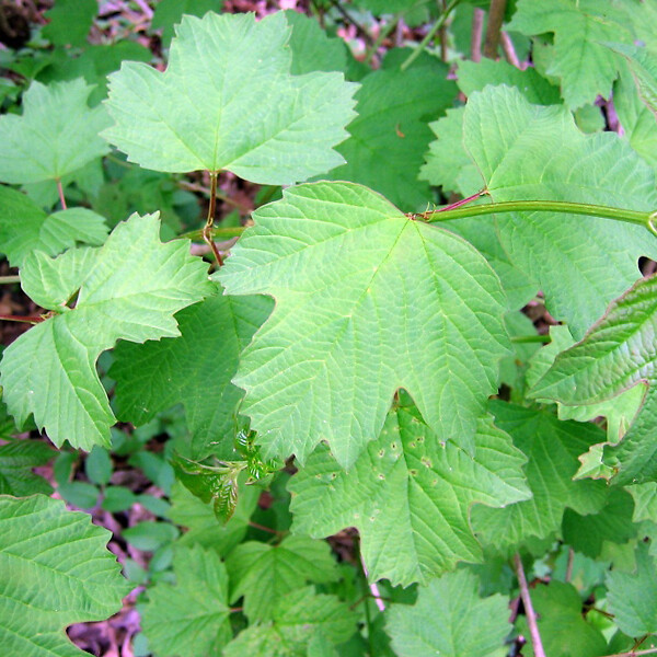 ARBORIX - 2 x Viorne obier - Viburnum Opulus  - 40-60 cm pot - large