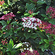 ARBORIX - 2 x Viorne tin, Laurier tin 'Gwenllian' - Viburnum tinus 'Gwenllian'  - 25-30 cm pot - vignette