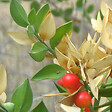 ARBORIX - Fragon piquant - Ruscus aculeatus  - 20-30 cm pot - vignette