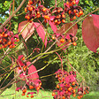 ARBORIX - Fusain planipes - Euonymus Planipes  - 30-40 cm pot - vignette