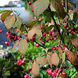 ARBORIX - Fusain planipes - Euonymus Planipes  - 30-40 cm pot - vignette