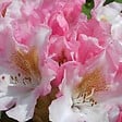 ARBORIX - Rhododendron 'Bashful' - Rhododendron 'Bashful'  - 60-80 cm pot - vignette