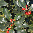 ARBORIX - 2 x Houx 'Alaska' - Ilex aquifolium 'Alaska'  - 40-60 cm pot - vignette