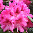 ARBORIX - Rhododendron 'Cosmopolitan' - Rhododendron 'Cosmopolitan'  - 60-80 cm pot - vignette