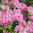 ARBORIX - Rhododendron 'Cosmopolitan' - Rhododendron 'Cosmopolitan'  - 60-80 cm pot - vignette