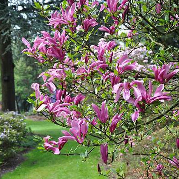 ARBORIX - Magnolia 'Susan' - Magnolia 'Susan'  - 60-80 cm pot - large