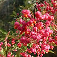 ARBORIX - 2 x Fusain d'Europe - Euonymus Europaeus  - 60-80 cm pot - vignette