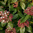 ARBORIX - Viorne tin, Laurier tin - Viburnum Tinus  - 60-80 cm pot - vignette