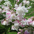ARBORIX - 2 x Deutzie rude - Deutzia scabra 'Codsall Pink'  - 40-60 cm pot - vignette
