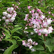 ARBORIX - 2 x Deutzie rude - Deutzia scabra 'Codsall Pink'  - 40-60 cm pot - vignette