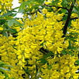 ARBORIX - 2 x Cytise commun - Laburnum Anagyroides  - 50-60 cm pot - vignette