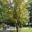 ARBORIX - 2 x Cytise commun - Laburnum Anagyroides  - 50-60 cm pot - vignette