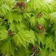 ARBORIX - Érable du japon doré 'Aureum' - Acer Shirasawanum 'Aureum'  - 25-30 cm pot - vignette