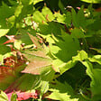 ARBORIX - Érable du japon doré 'Aureum' - Acer Shirasawanum 'Aureum'  - 25-30 cm pot - vignette