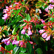 ARBORIX - 2 x Abelia 'Edward Goucher' - Abelia 'Edward Goucher'  - 25-30 cm pot - vignette