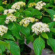 ARBORIX - Cornouiller à feuilles alternes - Cornus Alternifolia  - 60-80 cm pot - vignette