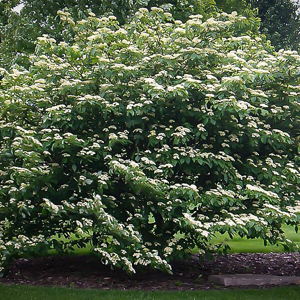 ARBORIX - Cornouiller à feuilles alternes - Cornus Alternifolia  - 60-80 cm pot - large