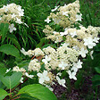 ARBORIX - 2 x Hortensia paniculé 'Praecox' - Hydrangea paniculata 'Praecox'  - 40-50 cm pot - vignette