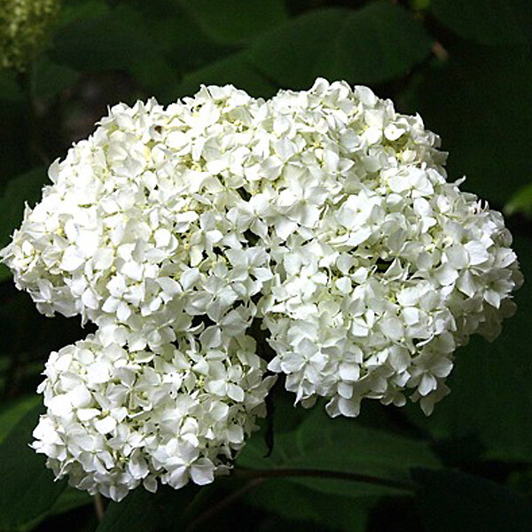 ARBORIX - 2 x Hortensia paniculé 'Praecox' - Hydrangea paniculata 'Praecox'  - 40-50 cm pot - large