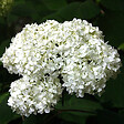 ARBORIX - 2 x Hortensia paniculé 'Praecox' - Hydrangea paniculata 'Praecox'  - 40-50 cm pot - vignette
