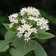 ARBORIX - Viorne cotonneuse - Viburnum lantana  - 40-60 cm pot - vignette
