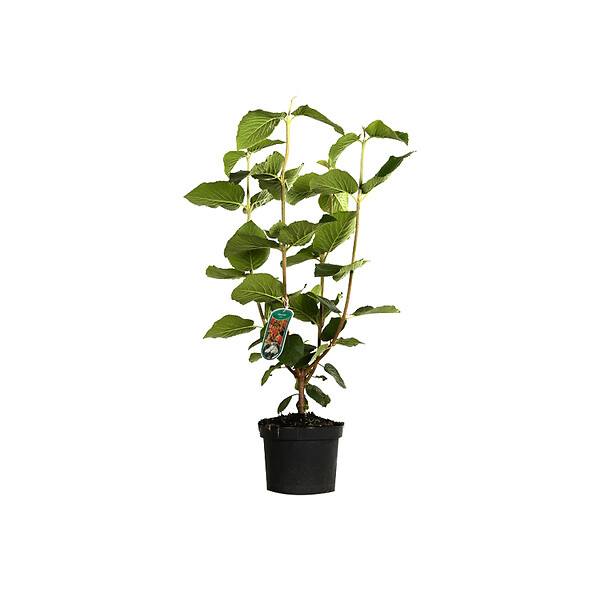 ARBORIX - Viorne cotonneuse - Viburnum lantana  - 40-60 cm pot - large