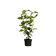 ARBORIX - Viorne cotonneuse - Viburnum lantana  - 40-60 cm pot - vignette