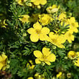 ARBORIX - 2 x Potentille arbustive 'Goldteppich' - Potentilla Fruticosa 'Goldteppich'  - 20-25 cm pot - vignette