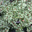 ARBORIX - 2 x Cotonéaster à petites feuilles 'Streib's Findling' - Cotoneaster Procumbens 'Streib'S Findling'  - 15-20 cm pot - vignette