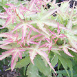 ARBORIX - Érable du Japon 'Kotohime' - Acer palmatum 'Kotohime'  - 40-50 cm pot - vignette