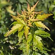 ARBORIX - Érable du Japon 'Kotohime' - Acer palmatum 'Kotohime'  - 40-50 cm pot - vignette